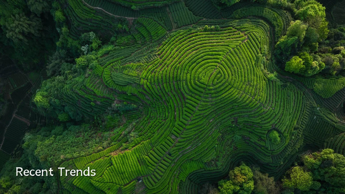 Recent Trends