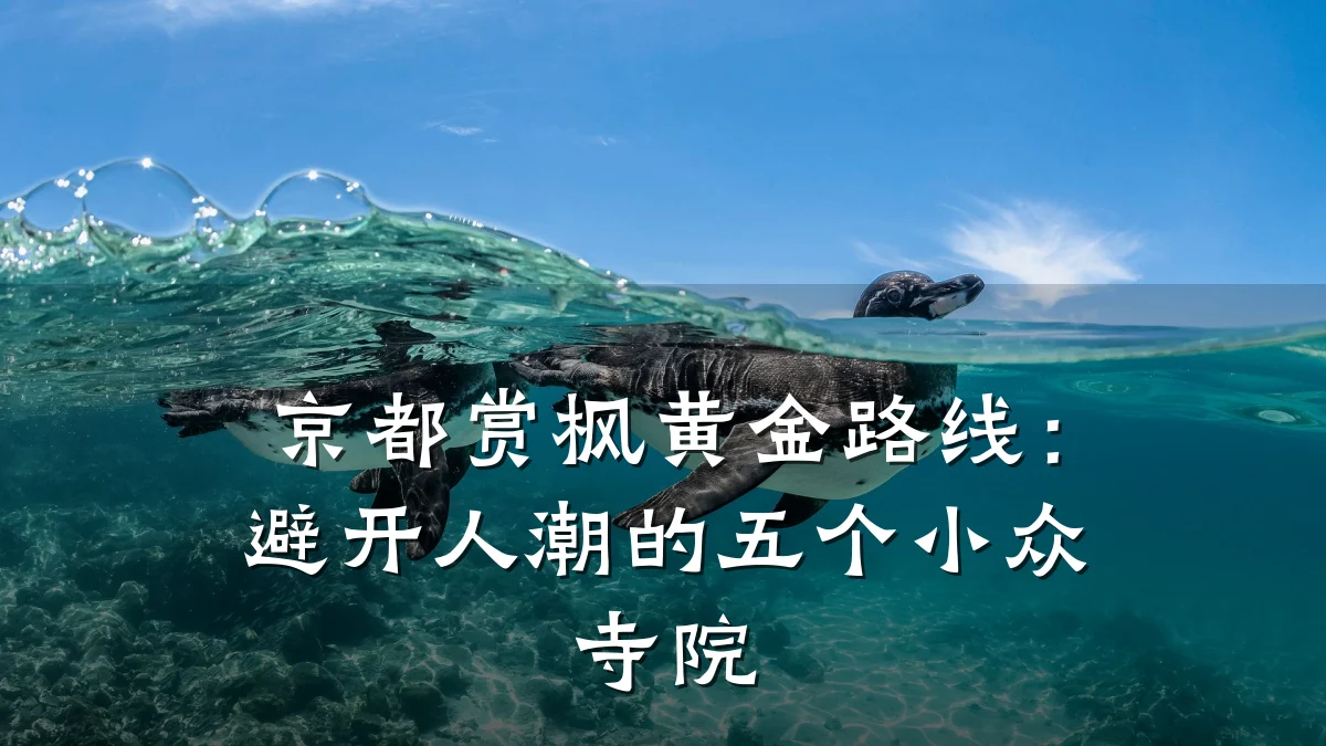 京都赏枫黄金路线:避开人潮的五个小众寺院